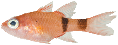 Reyezuelo