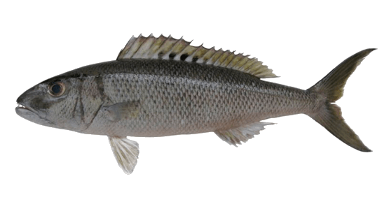 Pargo Verde