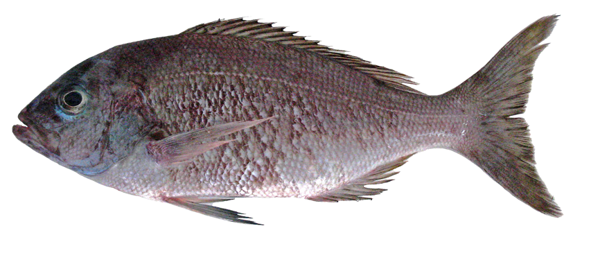 Pargo lamparita