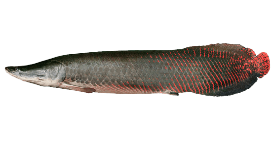 Arapaima