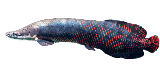 Arapaima, Pirarucu