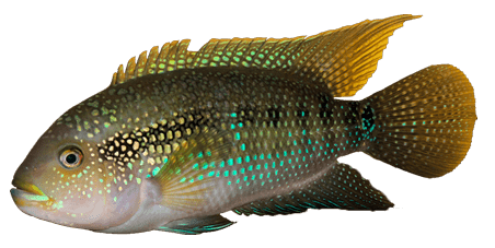 Mojarra Castarrica