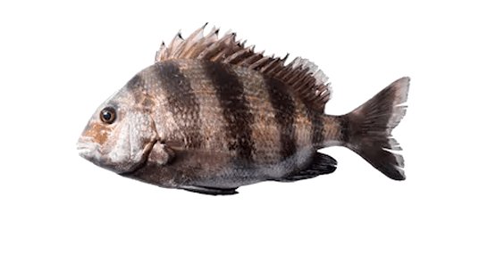 Sargo Chopa