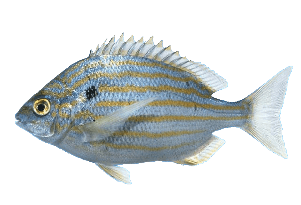 Sargo amarillo