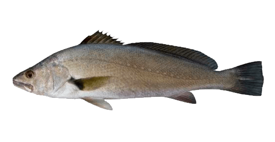 Corvina Japonesa