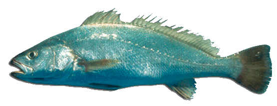 Corvina, Meagre