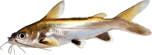 Bagre tete