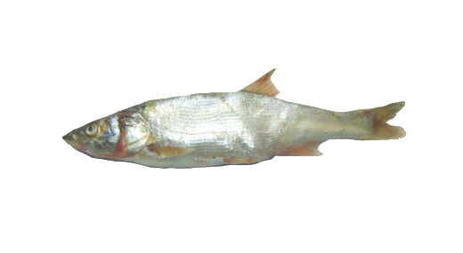 Leucisco