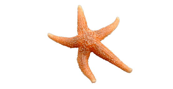 Estrella de Mar