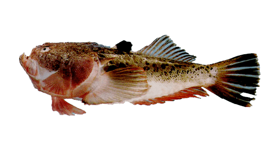 Miraceu