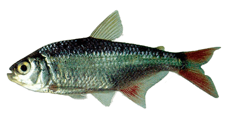 Mojarra de Agua Dulce