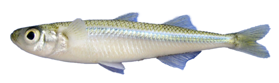 Pejerrey Mediterráneo