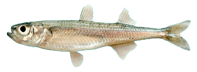 Chirrete