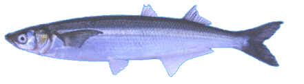 Pejerrey Mocho