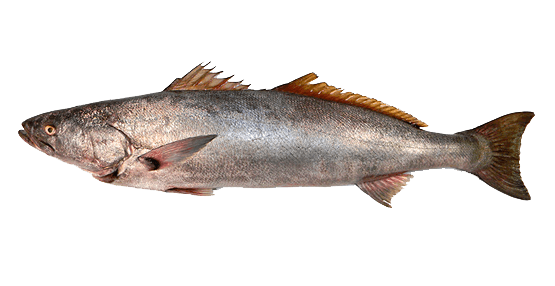 Corvina Blanca