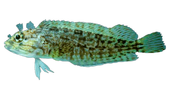 Chalaco