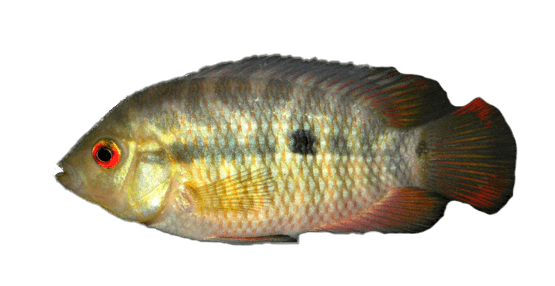 Chanchito