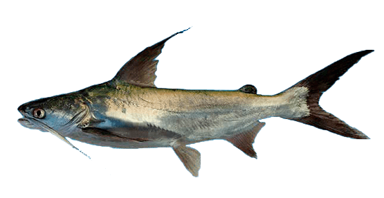 Bagre de Mar