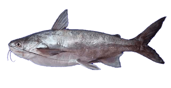 Chihuil Bagre, Bagre chihuil