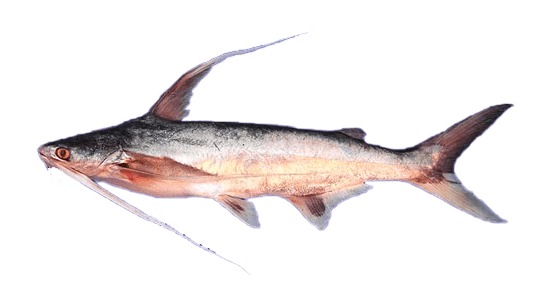 Bagre barbón