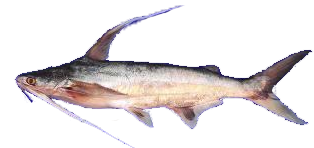 Bagre