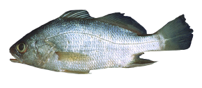 Bairdiella, Ronco Roncacho