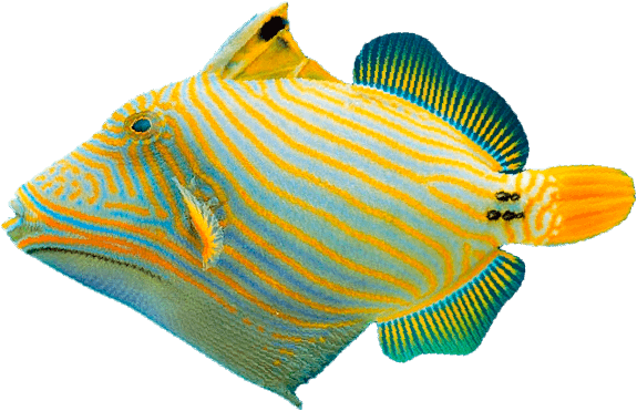 Ballesta de Cola Amarilla