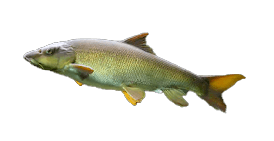 Barbo Común