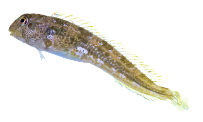 Babosa Crestada