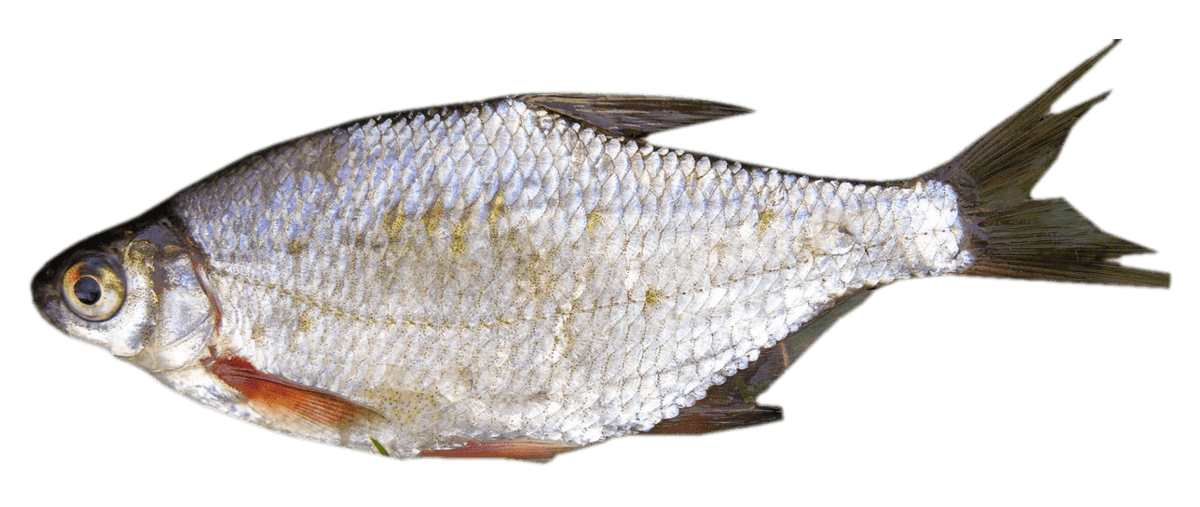 Brema Blanca