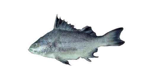 Burriqueta