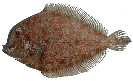 Podas