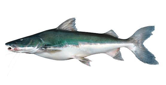 Piraíba Catfish