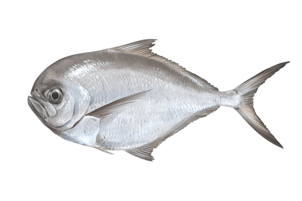 Palometa Negra