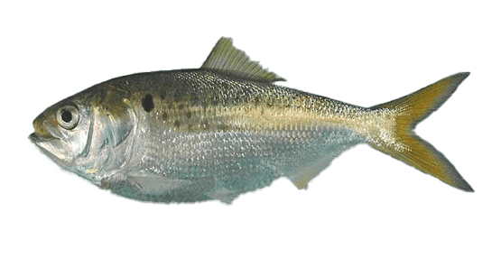 Sardina escamitas