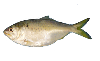 Sardina Lacha