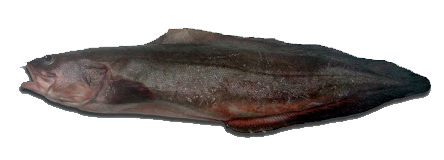 Lengua