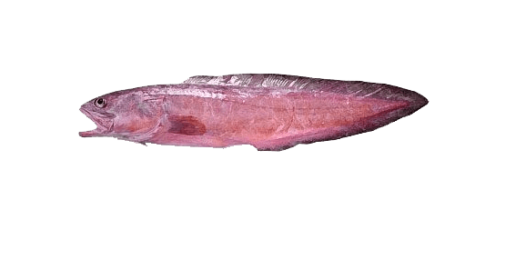 Lengua rosada