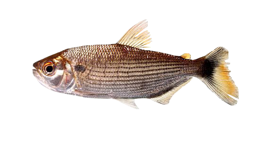 Brycon amazonicus, Sábalo Cola Roja
