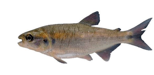 Sabaleta