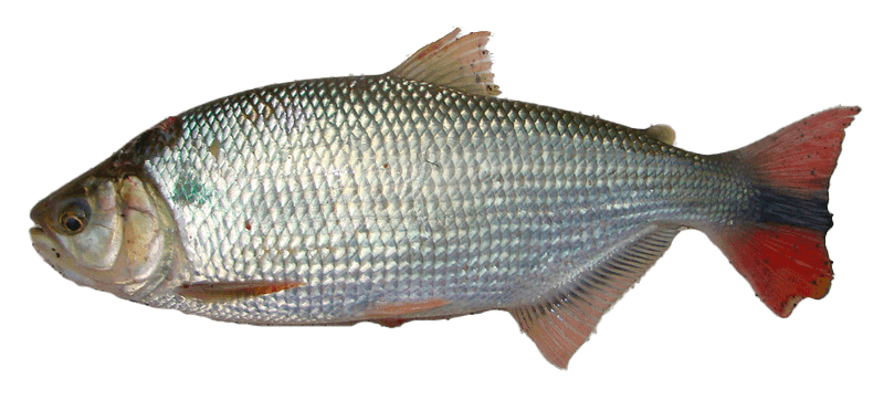 Salmón de Río, Pirá Pytá