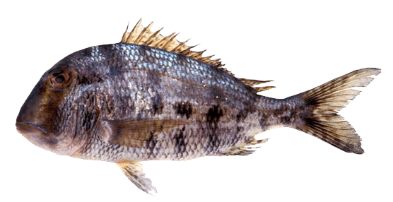 Mojarrón