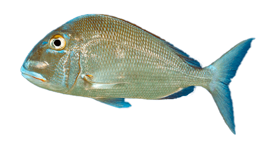 Pluma