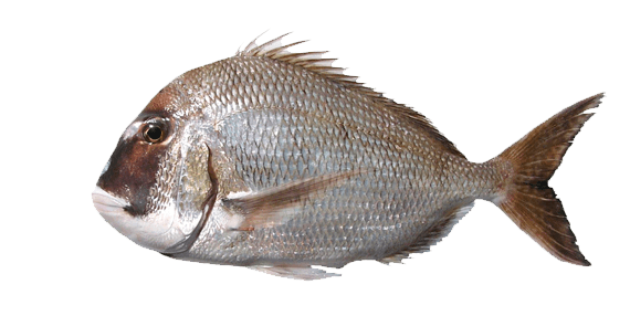 Mojarrón
