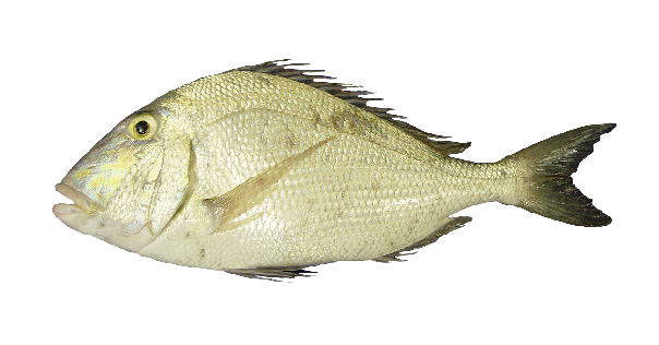 Cachipluma