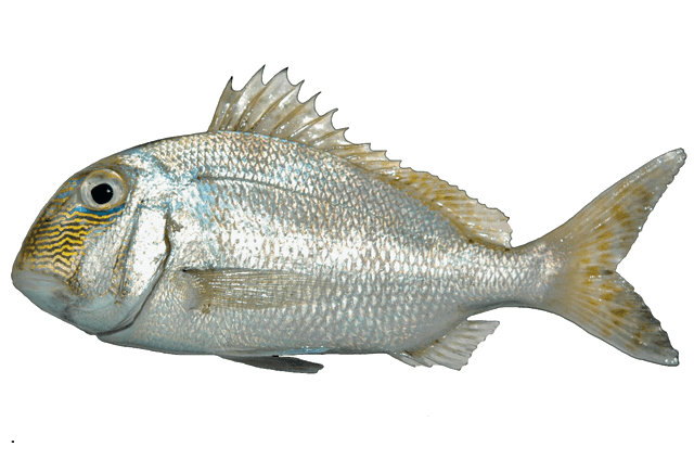 Pluma campechana