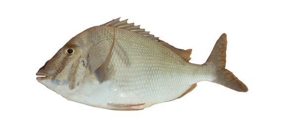 Pluma