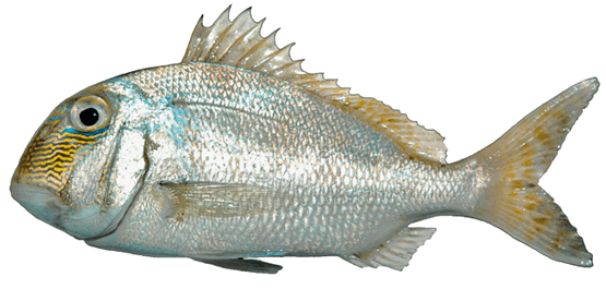 Mojarra pluma