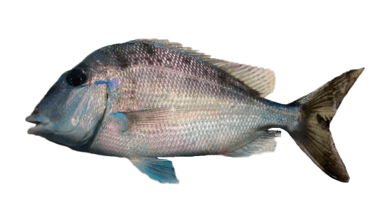 Pluma jorobada