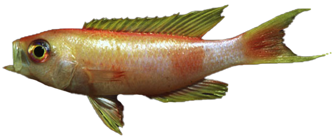 Papagallo